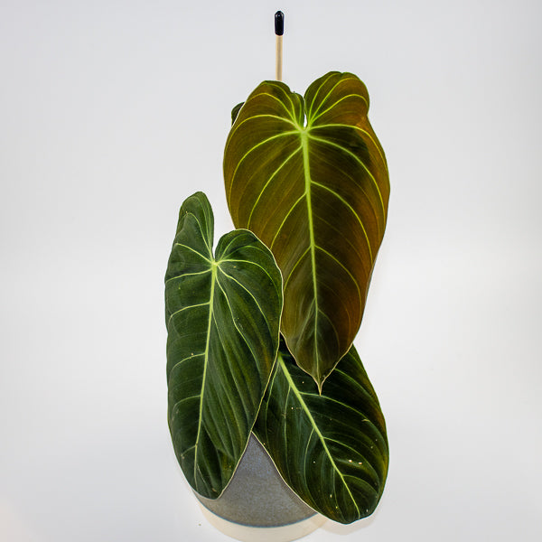 Philodendron melanochrysum