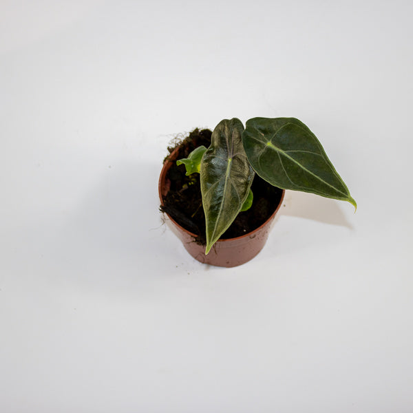 Alocasia 'Regal Shields' Ø10.5cm H20cm