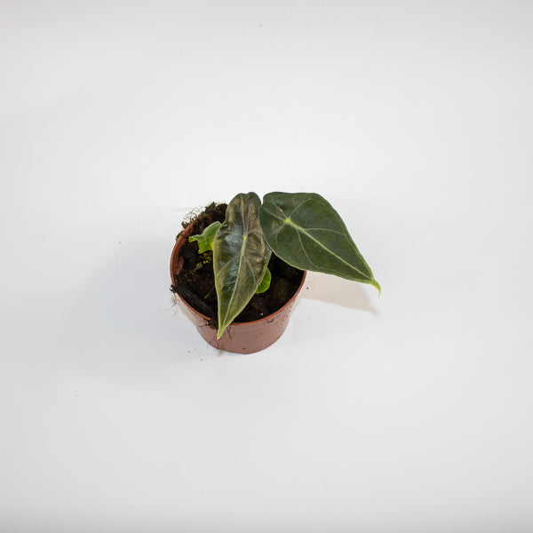 Alocasia 'Regal Shields' Ø10.5cm H20cm