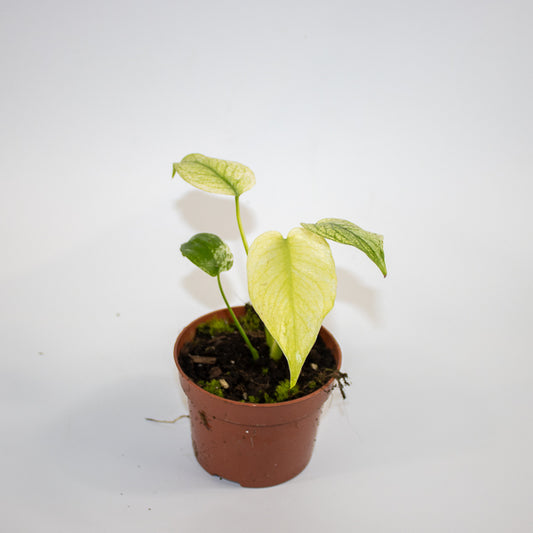 Monstera MINT Ø10.5cm H15cm
