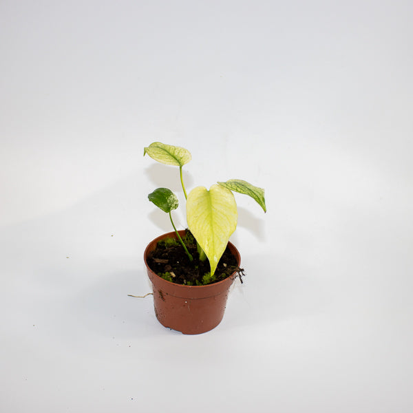 Monstera mint 10.5cm H15cm