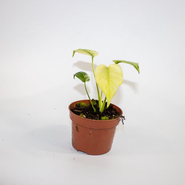 Monstera mint 10.5cm H15cm