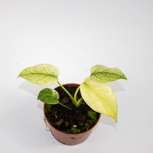 Monstera mint 10.5cm H15cm
