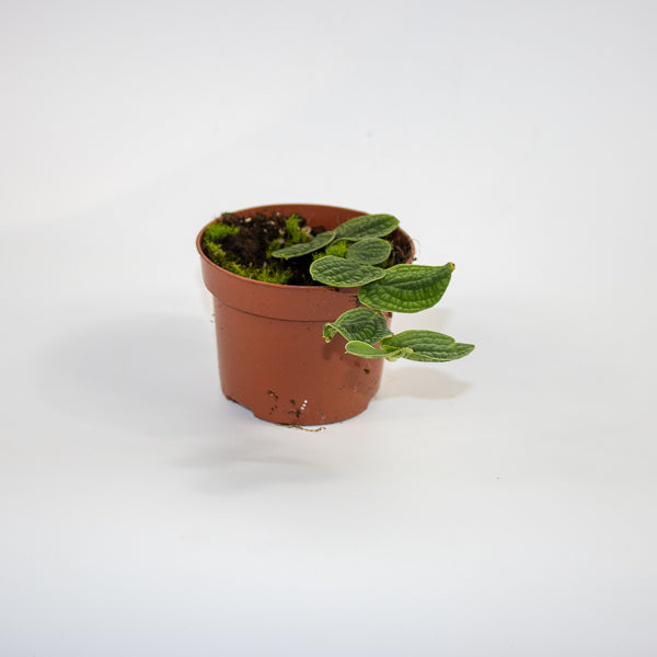 Rhaphidophora tenuis 'Silver' Ø10.5cm H15cm