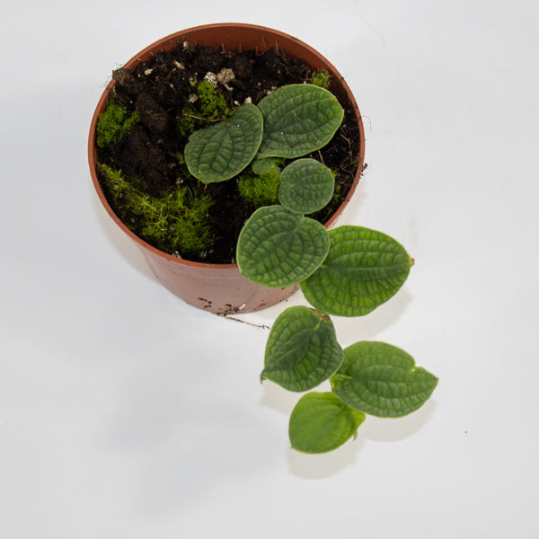 Rhaphidophora tenuis 'Silver' Ø10.5cm H15cm