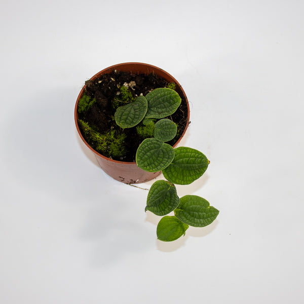 Rhaphidophora tenuis 'Silver' Ø10.5cm H15cm