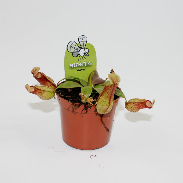 Nepenthes Pitcher Plant Ø8.5cm H20cm