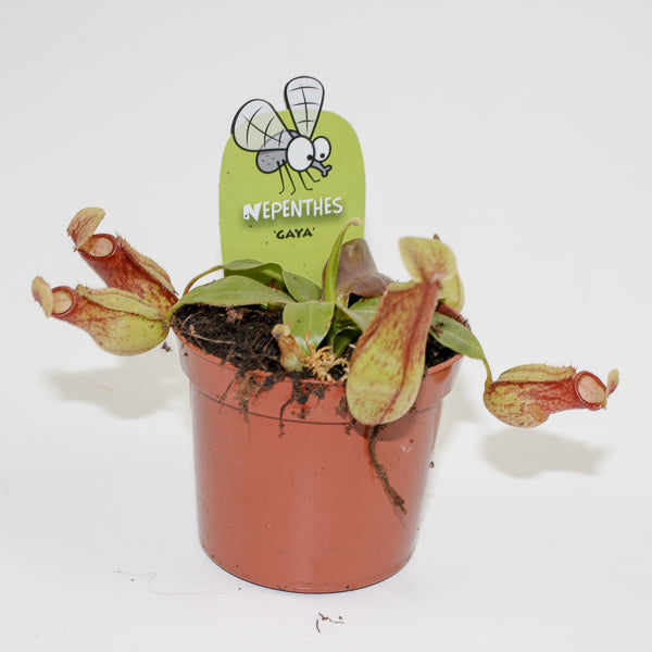 Nepenthes Pitcher Plant Ø8.5cm H20cm