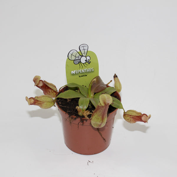 Nepenthes Pitcher Plant Ø8.5cm H20cm