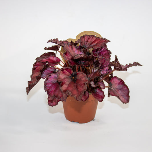 Begonia MAGIC COLOURS RED BULL Ø8.5cm H20cm