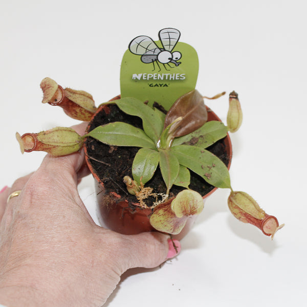 Nepenthes Pitcher Plant Ø8.5cm H20cm