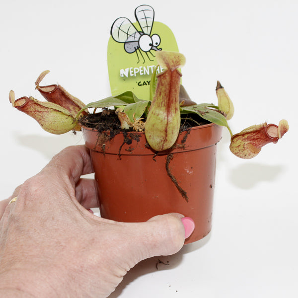 Nepenthes Pitcher Plant Ø8.5cm H20cm