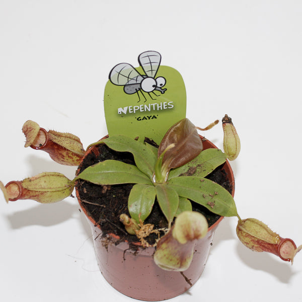 Nepenthes Pitcher Plant Ø8.5cm H20cm