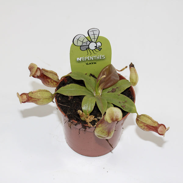 Nepenthes Pitcher Plant Ø8.5cm H20cm