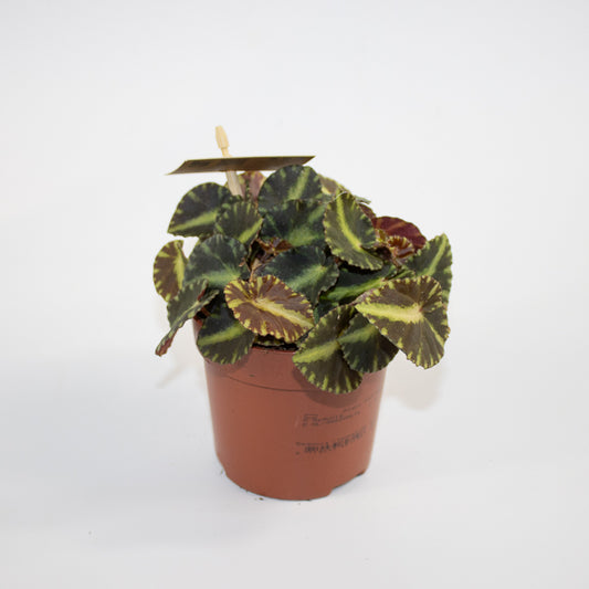 Begonia cleopatrae Ø10.5cm H15cm