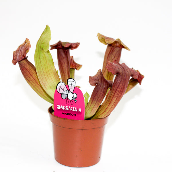Sarracenia