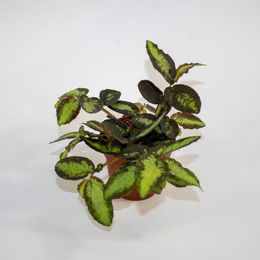 Pellionia repens Ø8.5cm H20cm