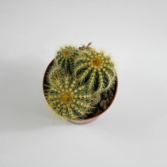 Bolcactus D  Ø8.5cm H20cm
