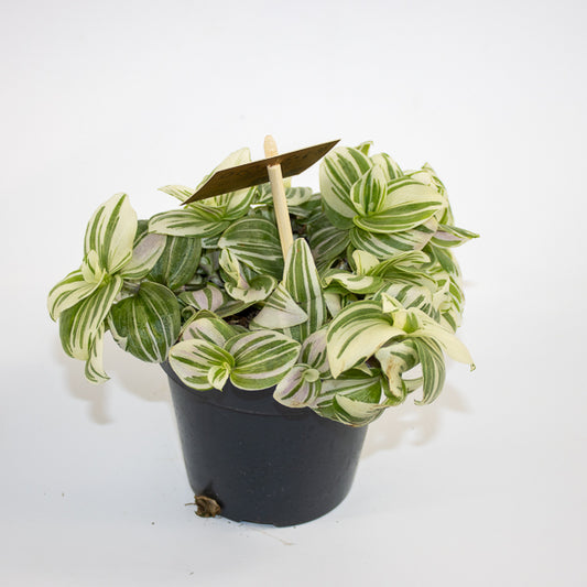 Tradescantia 'Brightness' Ø12cm H20cm