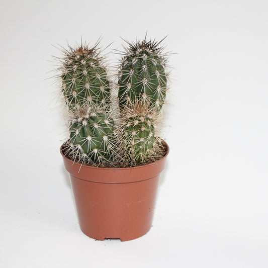 Cereus cactus B  Ø8.5cm H20cm
