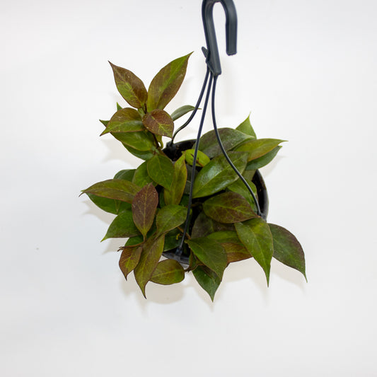 Hoya 'Sunrise' Ø14cm H35cm