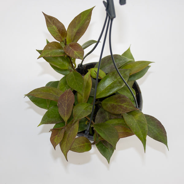 Hoya 'Sunrise' Ø14cm H35cm