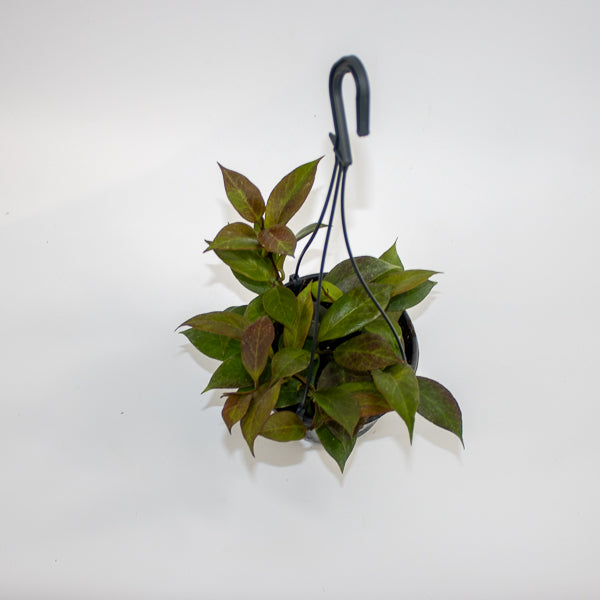 Hoya 'Sunrise' Ø14cm H35cm