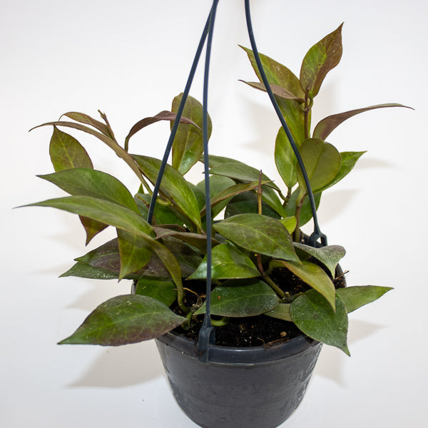 Hoya 'Sunrise' Ø14cm H35cm