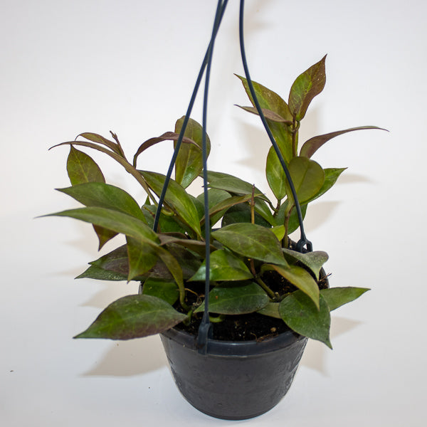 Hoya 'Sunrise' Ø14cm H35cm