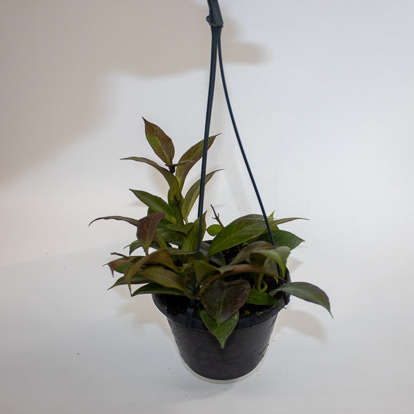 Hoya 'Sunrise' Ø14cm H35cm