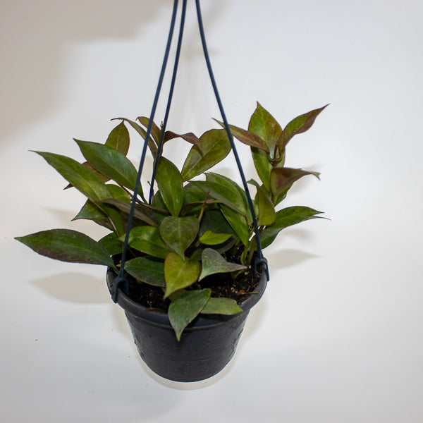 Hoya 'Sunrise' Ø14cm H35cm