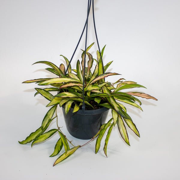 Hoya wayetii 'Tricolor' Ø14cm H35cm