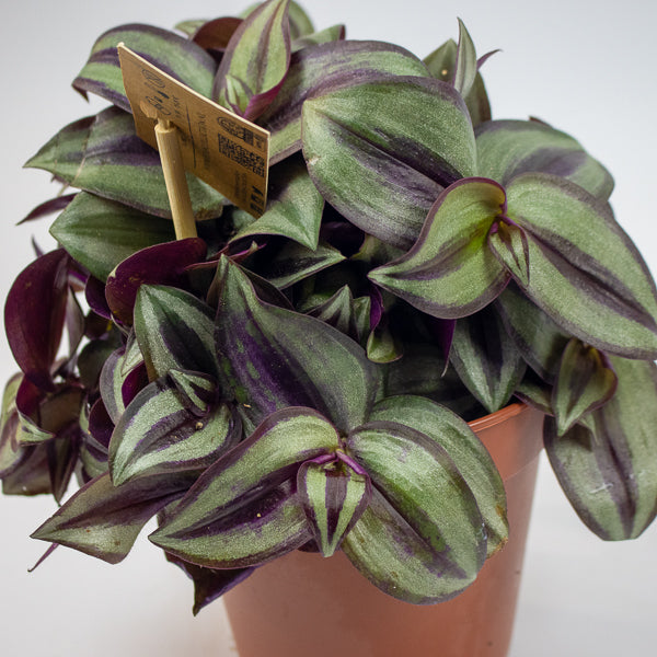 Tradescantia 'Zebrina'