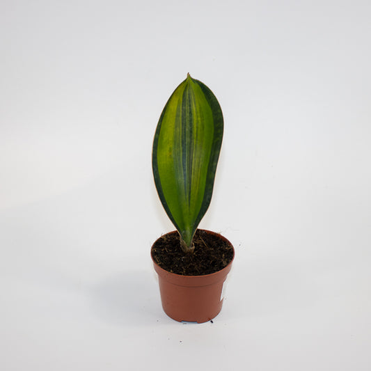 Sansevieria masoniana 'Variegata' Ø9cm H15cm