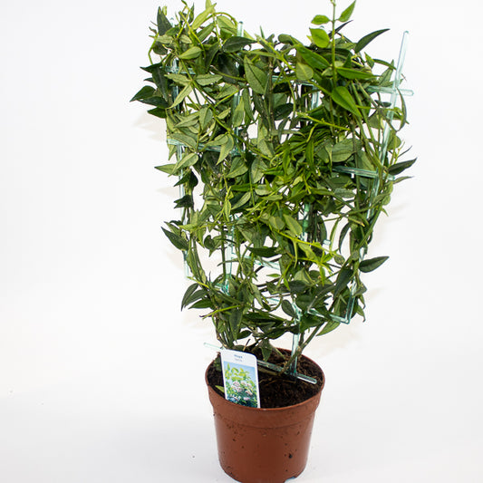 Hoya bella Ø12cm H45cm