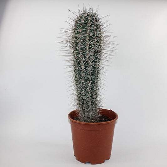 Large Cereus Cactus B Ø21cm H80cm