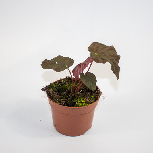 Begonia Leaf Taconite Ø10.5cm H20cm