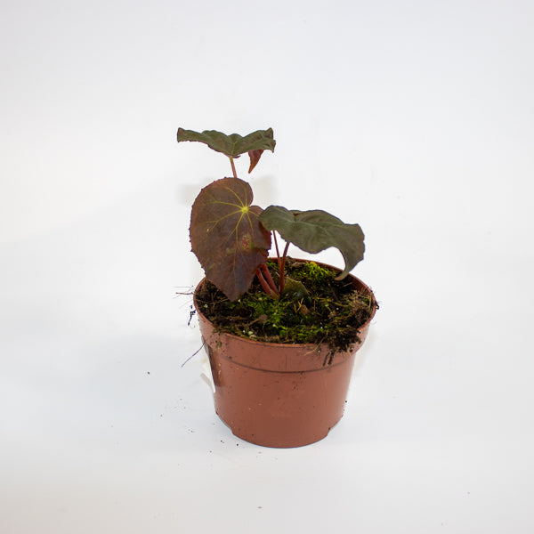 Begonia Leaf Taconite Ø10.5cm H20cm