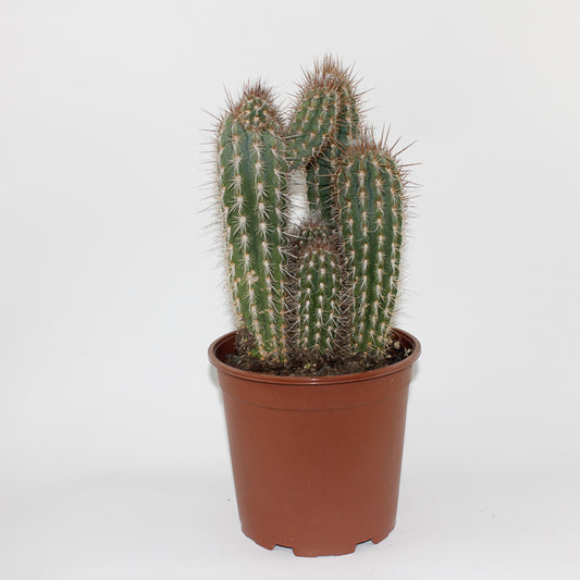Large Cereus Cactus C Ø21cm H80cm