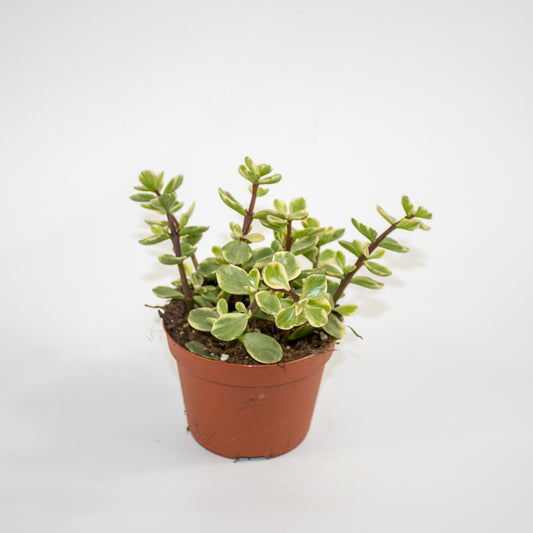 Crassula Afra Variegata Ø11cm H15cm