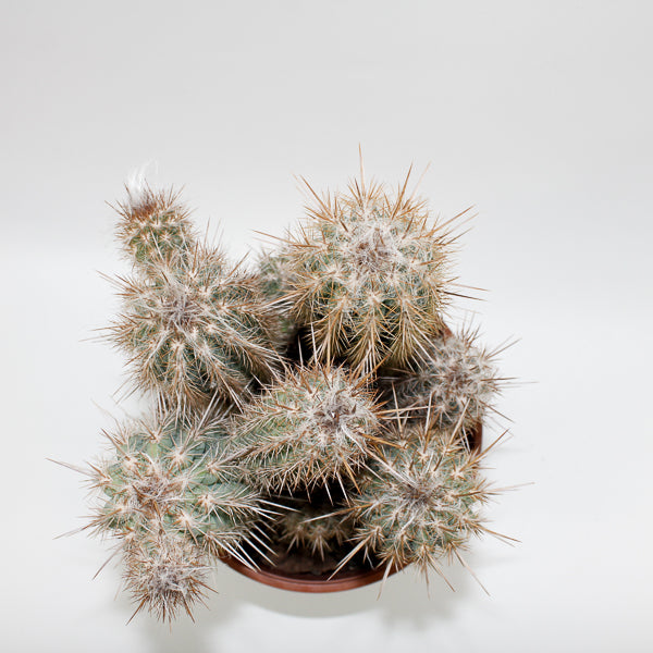 Large Cereus Cactus C Ø21cm H80cm