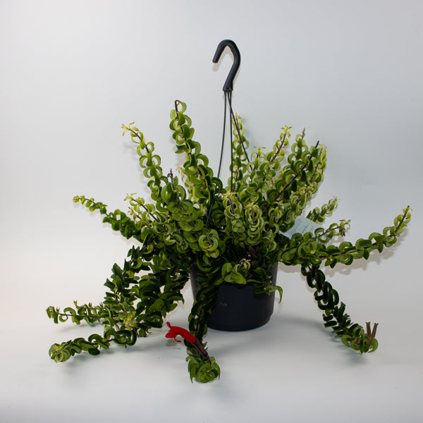 Aeschynanthus 'Swing'