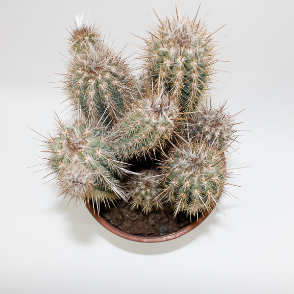 Large Cereus Cactus C Ø21cm H80cm