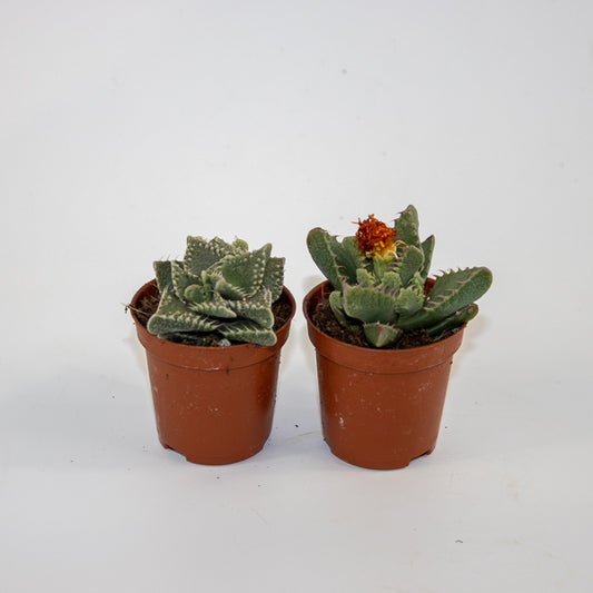 Faucaria Monstruoza Ø5.5cm H10cm