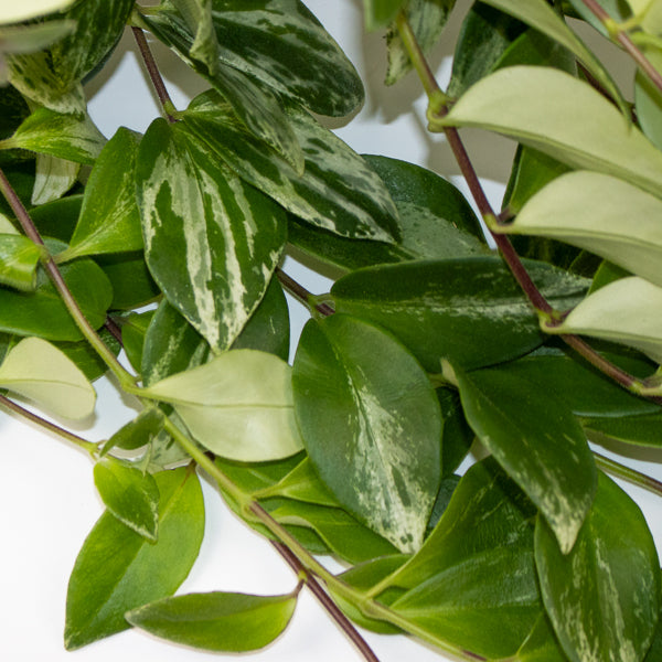 Aeschynanthus lobbianus 'Variegatus'