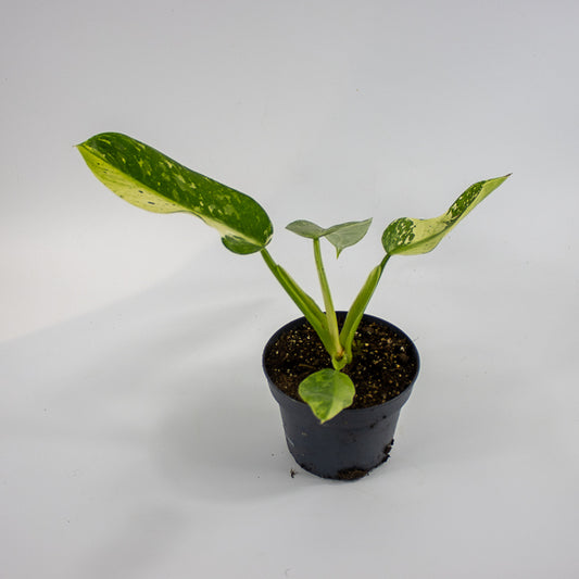 Philodendron Jose Bueno Ø12cm H30cm