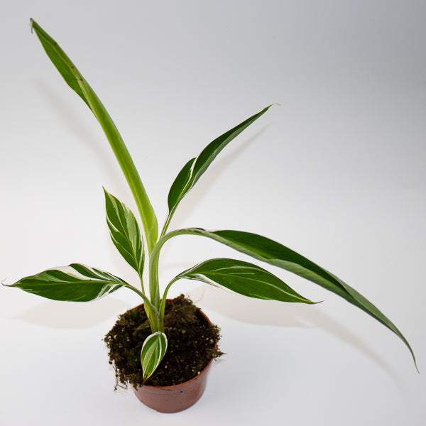Monstera deliciosa Variegata Super White