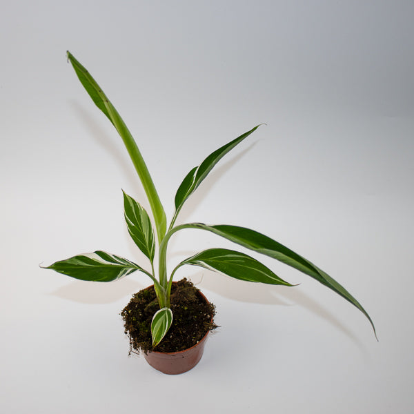 Musa Florida Variegata  Ø10.5cm H35cm