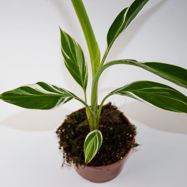 Musa Florida Variegata  Ø10.5cm H35cm