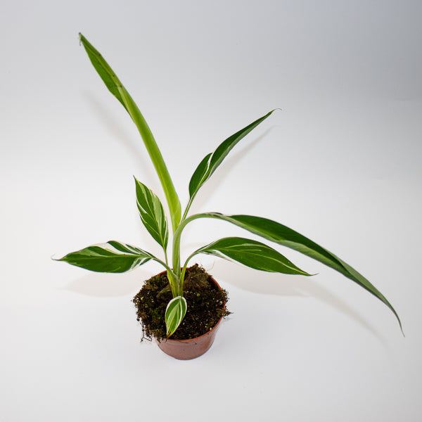 Musa Florida Variegata  Ø10.5cm H35cm